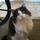 TLC for Animals Pet Sitting and Exercise Service