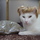 Need care for three cats July27 and 28