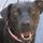Attentive and trustworthy animal lover, Owner of Conforta Animale, LLC. Pet Care provided within the comforts of home.