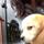 Pet sitting and Dog walking in West Hartford