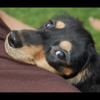 Personalized Pet Care