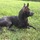 Dog Lover Available To Care For Your Pets