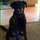 Erin's Purrfect Pet Sitting- Affordable Pet Sitting