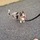 Dog Walking, Training, and Pet Sitting