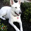 Looking for an occasional dog walker and/or overnight sitter for our only child, Cloey.