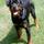 Dog Walker