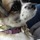 Pet Sitter