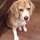 Cage free private home dog boarding & daycare