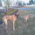 Loving Animals is a full service pet sitting service