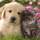Professional Pet Sitting Service! Call us today to set-up your free consultation!