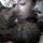 Experienced pet sitting animal lover!