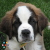 Monique's Unique Dog walking and petsitting (Washington Park)