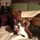 Dog walking, sitting and cat care