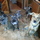 Dingo Design Professional In Home Pet Sitting. Healthy, Happy Pets. Where Fur and Fun Meet!