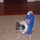 Pet lover will care for your 4 legged babies!