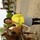 Animal lover available for pet sitting in your home