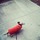 Dog Walker Needed 2x A Day For An Older Mini Dachshund