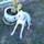 Dog/Dogs Walker $10