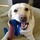The Best Dog Walker Your Dog Will Have Besides You