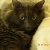 Pet Sitter Needed