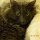 Pet Sitter Needed