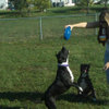 Years of experience with all types of animals!  Would love to be your new pet care specialist!