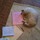 Sitter Needed for my Siamese Cat