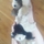 Central Florida Petsitter/Dog Walker/ Housesitter!