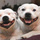 Kiwi Pet Services