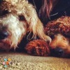 Seeking knowledgable and friendly dog sitter/trainer for two friendly Labradoodles!