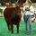 Pet Sitter, ready and willing to care for Large and Small Animals.