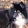Pet Watchers Pet Sitting Service