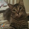 Reliable and Insured Pet Sitter