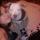 Dog Walker, Pet Sitter
