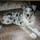 All Animals Pet Sitting