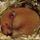 i love animals and im ready to take care of them and meet the owners and get to know them