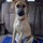 Portsmouth pet sitter needed for upcoming weekends and week long sessions for 9 month old puppy.