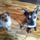 Dog Walking & Dog Sitting Services