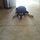 Pet Sitter & Housekeeping