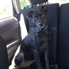 Temporary Home for Layla (Black Lab Mix)