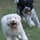 Vienna Dog Park Playdates