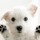 Dog Walker and Pet Sitter