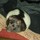Pet Rats Need Temp Home for 4 days
