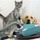 No Sweat Pet and Home Care