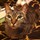 Cat Sitter