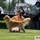 Professional All-Breed Boarding & Grooming