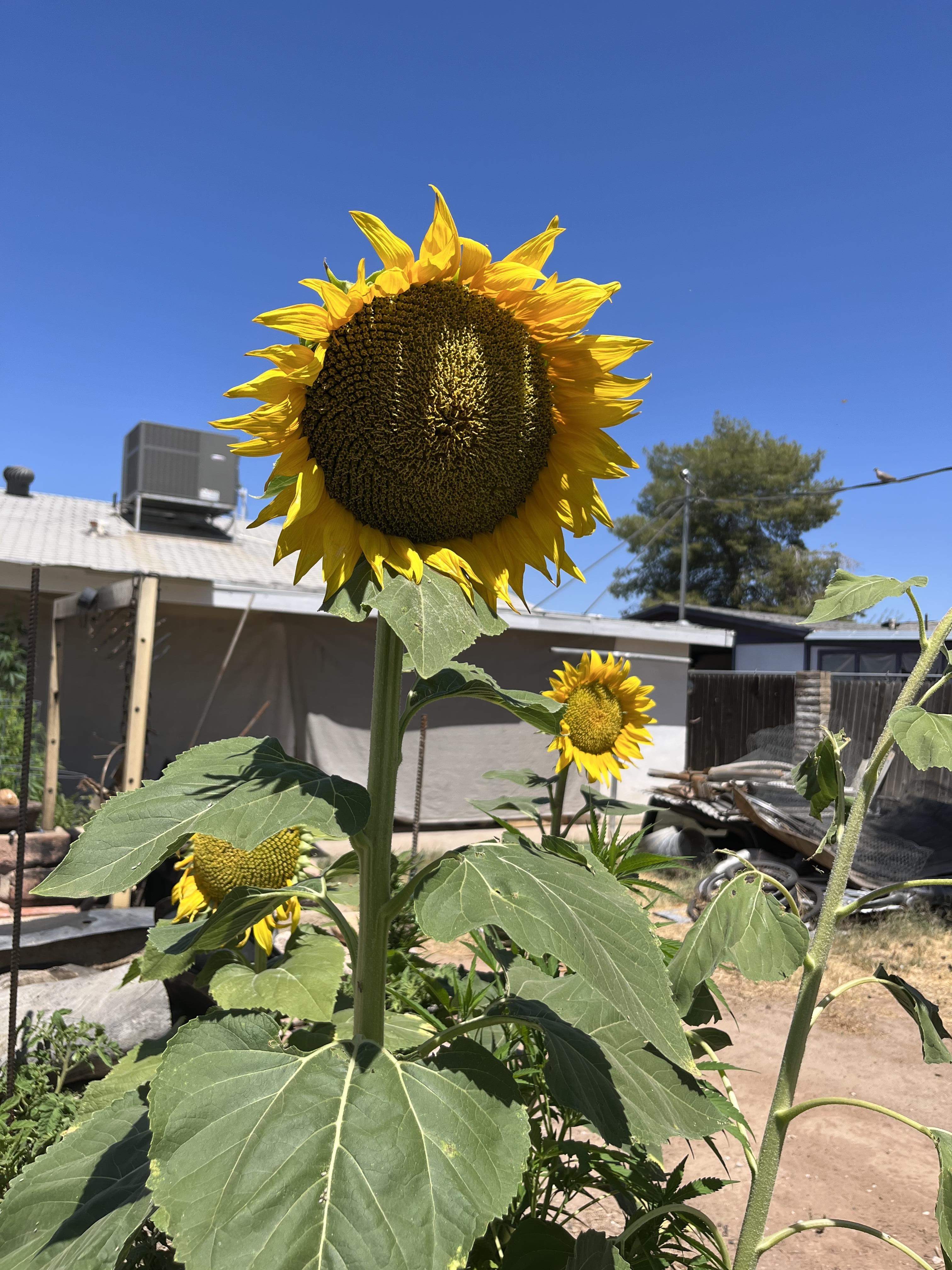Gardening Service Montebello thumbnail