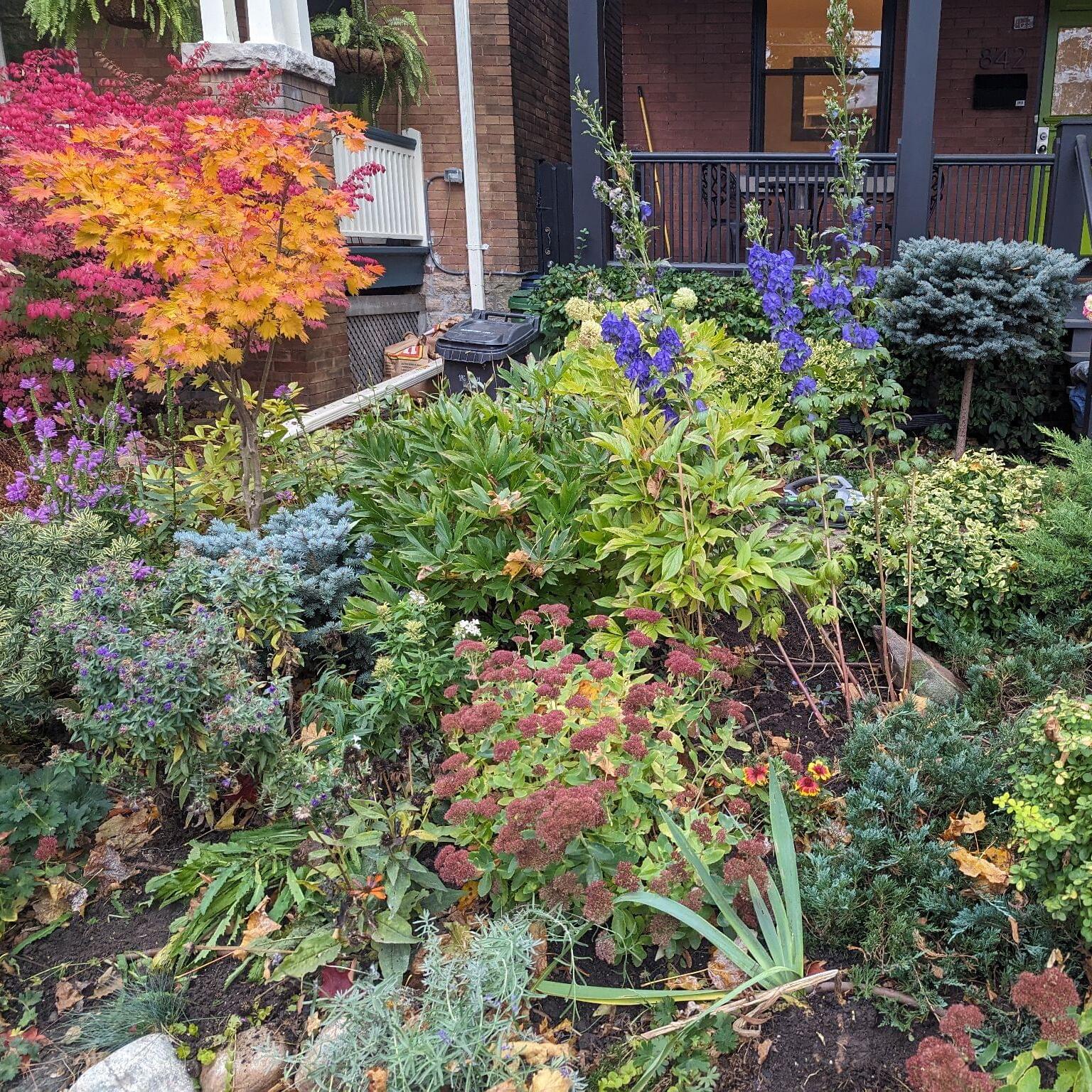 small trees for front yard Toronto Eastern Redbud